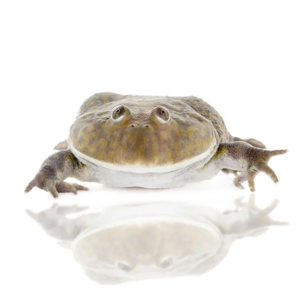 Budgetts nebo hroch žába, Lepidobatrachus laevis, na bílém pozadí — Stock fotografie