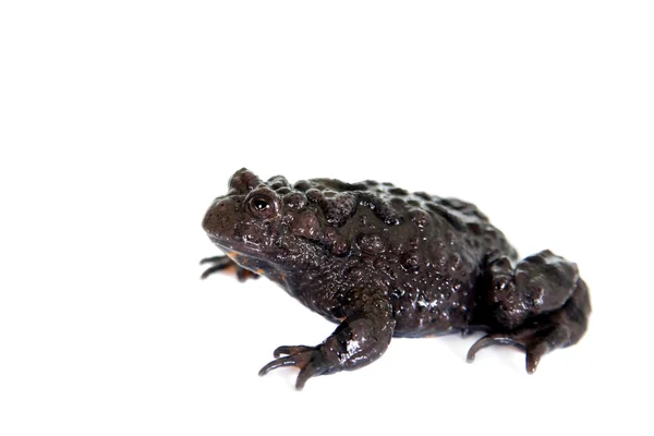 Hubei firebelly Toad, Bombina microdeladigitora, sobre branco — Fotografia de Stock