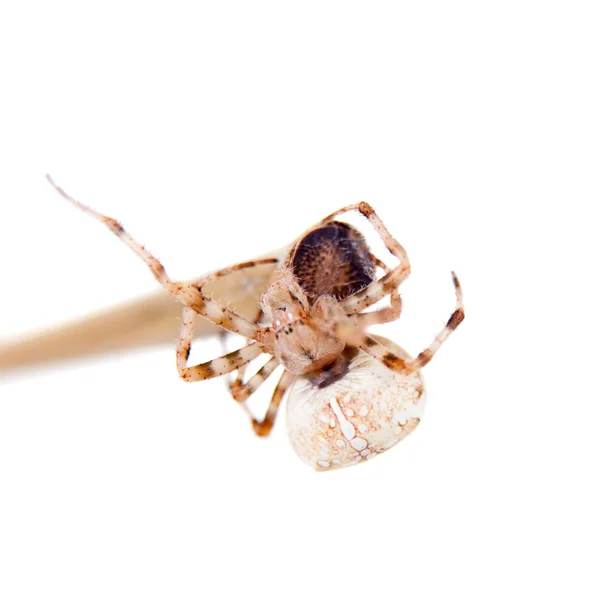 Die europäische Gartenspinne, araneus diadematus, weibchen auf weiß — Stockfoto