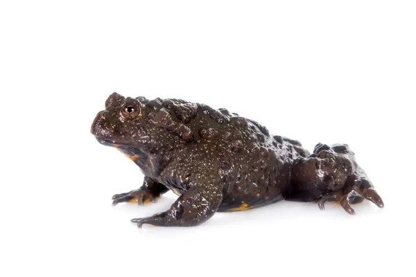 Хубей firebelly жаба, Bombina microdeladigitora, на білому — стокове фото