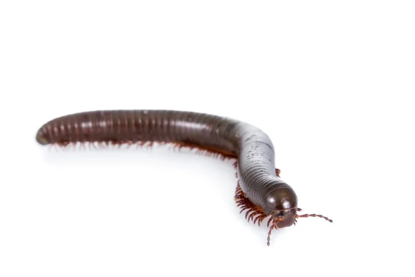 Millipede, Myriapoda on white — Stock Photo, Image