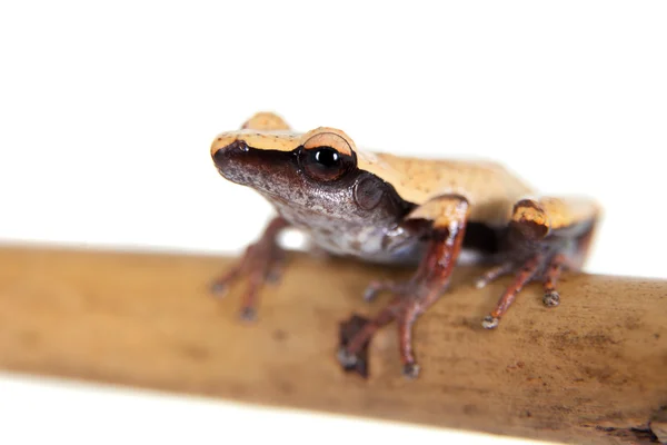 Белая кошачья лягушка, Theloderma laevis, на белом — стоковое фото