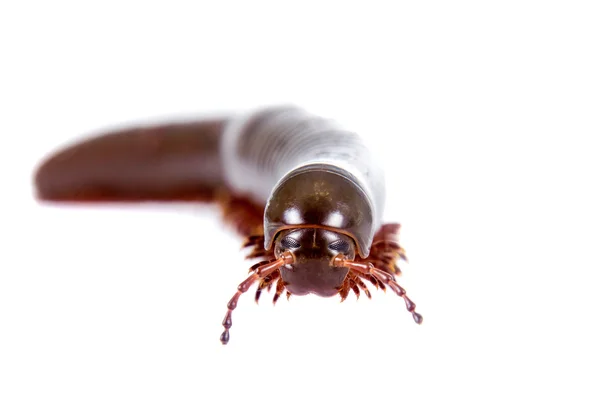 Millipede, Myriapoda sobre blanco —  Fotos de Stock