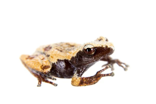 Theloderma chyangsinense, pedaços raros de rã musgosa em branco — Fotografia de Stock