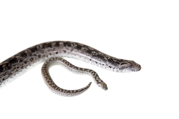 Boas de arena enanas, bebé con madre en blanco — Foto de Stock