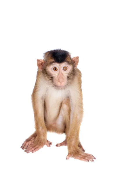 Juvenile Pig-tailed Macaque, Macaca nemestrina, on white — Stock Photo, Image