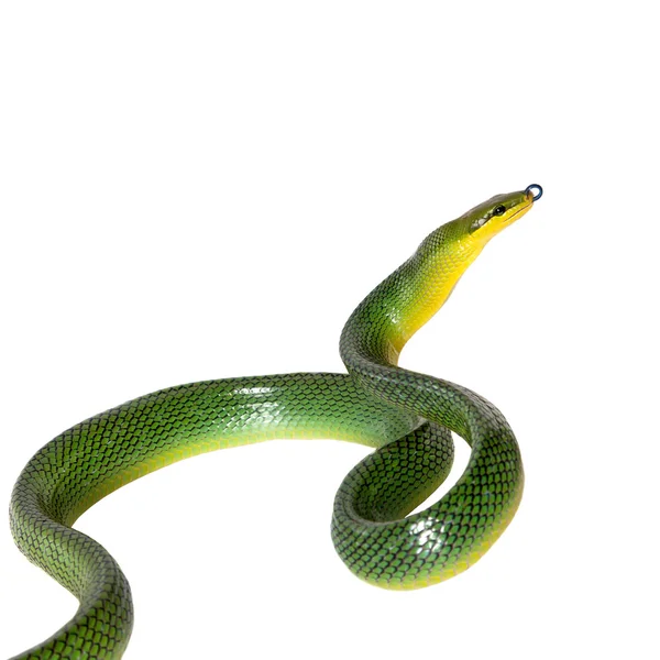 红尾白色背景上的绿色 Ratsnake — 图库照片