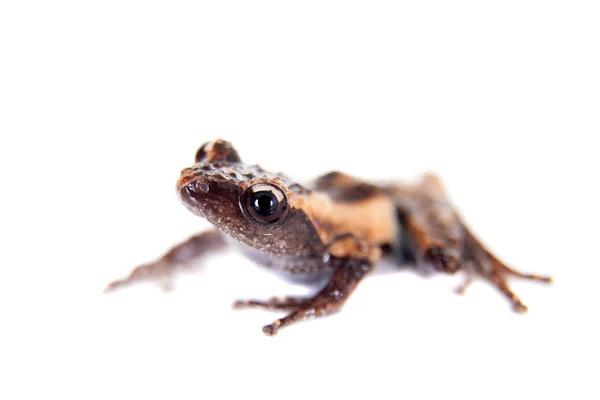 Theloderma trongsinense, rzadkie przyprawy żaba na białym — Zdjęcie stockowe