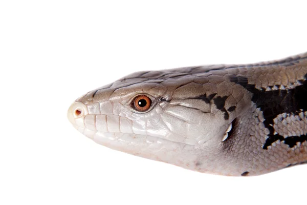 Indonésio azul-língua Skink no branco — Fotografia de Stock