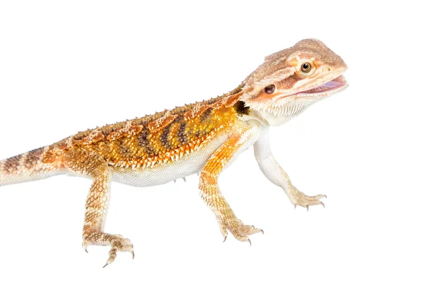 Drago barbuto rosso, Pogona vitticeps, su bianco — Foto Stock