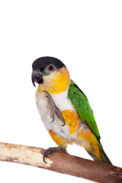 Der schwarzköpfige caique, pionites melanocephalus, auf weiß — Stockfoto