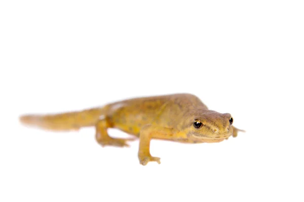 El tritón liso o común, Lissotriton vulgaris, sobre blanco — Foto de Stock