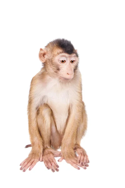 Juvenil domuz kuyruklu makak, beyaz üzerine Macaca nemestrina — Stok fotoğraf