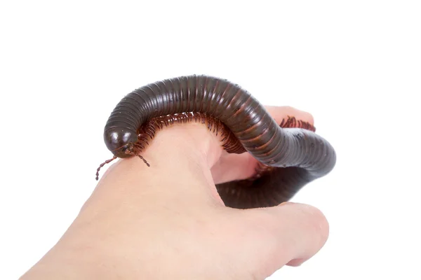 Millipede, Myriapoda on white — Stock Photo, Image