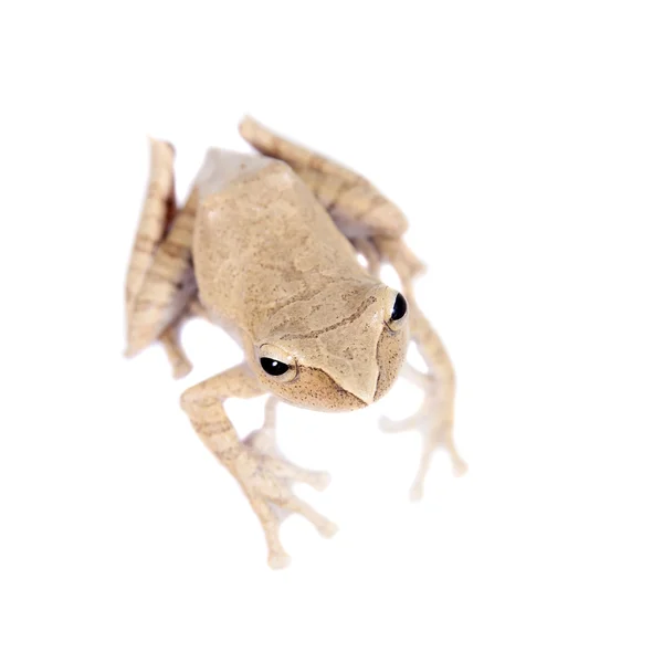 Sapo voador Hoanglien isolado em branco — Fotografia de Stock