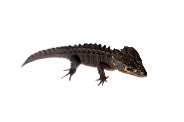 Red-eyed crocodile skinks, tribolonotus gracilis, on white — Stock Photo, Image