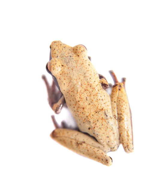 Bílá back mechem žába, Theloderma laevis, na bílém pozadí — Stock fotografie