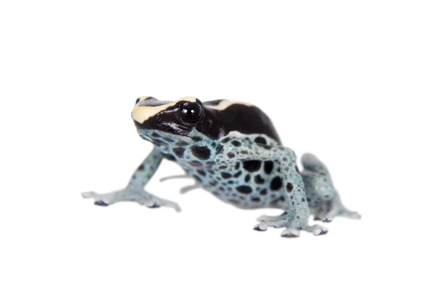 Awarape färbt Pfeilgiftfrosch, dendrobates tinctorius, auf weiß — Stockfoto