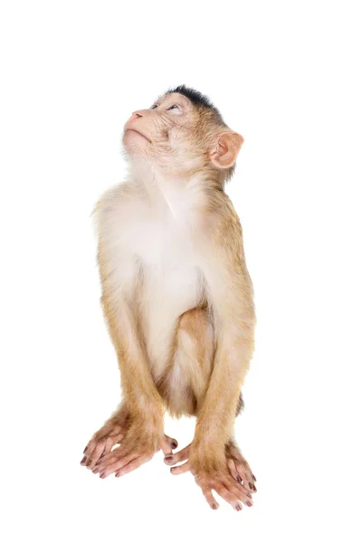 Macaco dalla coda di maiale giovanile, Macaca nemestrina, su bianco — Foto Stock