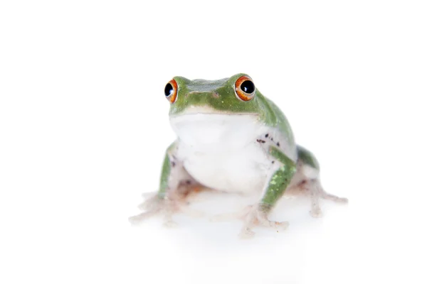 Grün zurück fliegender Laubfrosch isoliert auf weiß — Stockfoto