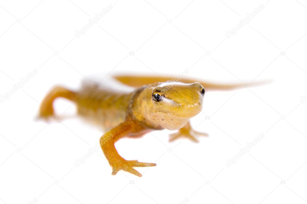 The smooth or common newt, Lissotriton vulgaris, on white