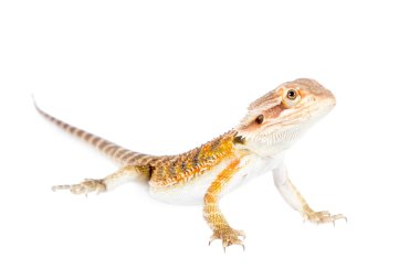 Kırmızı sakallı Ejder, beyaz Pogona vitticeps