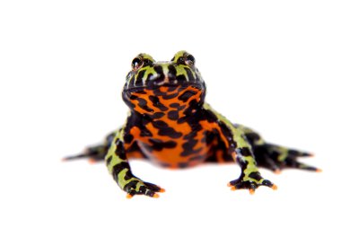 Oriental yangın karınlı kurbağa, Bombina orientalis, beyaz