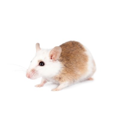 Natal multimammate mouse, mastomys natalensis, on white clipart
