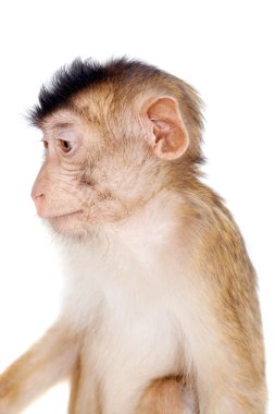 Juvenil domuz kuyruklu makak, beyaz üzerine Macaca nemestrina