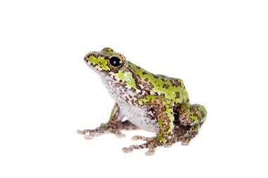 Ağaç kurbağası beyaz üzerinde uçan Polypedates duboisi