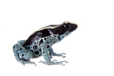 Awarape boyama zehirli ok kurbağası, Dendrobates tinctorius, beyaz