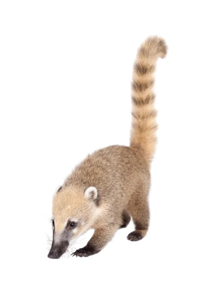 Coati sudamericano, Nasua nasua, bebé en blanco —  Fotos de Stock