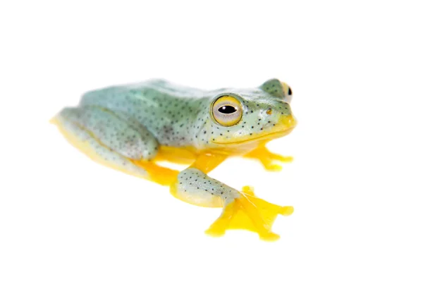 Malabar flying tree frogling isolated on white — Stock Photo, Image