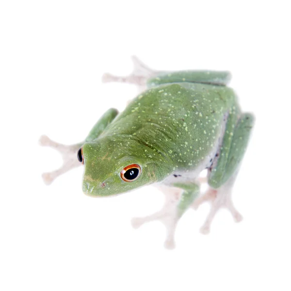 Grenouille venimeuse à pattes noires sur blanc — Photo