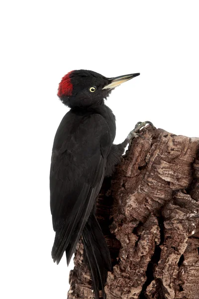 Pájaro carpintero negro, Dryocopus martius, sobre blanco —  Fotos de Stock