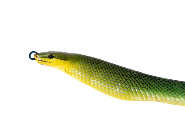 Red-tailed Green Ratsnake on the white background — Stock Photo, Image