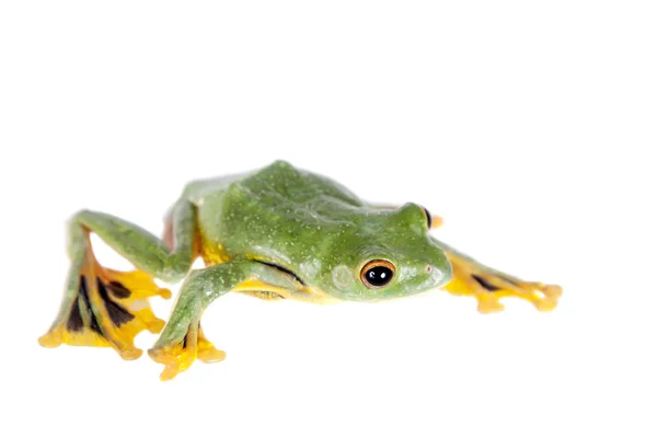 Schwarzes Netz fliegender Laubfrosch isoliert auf Weiß — Stockfoto