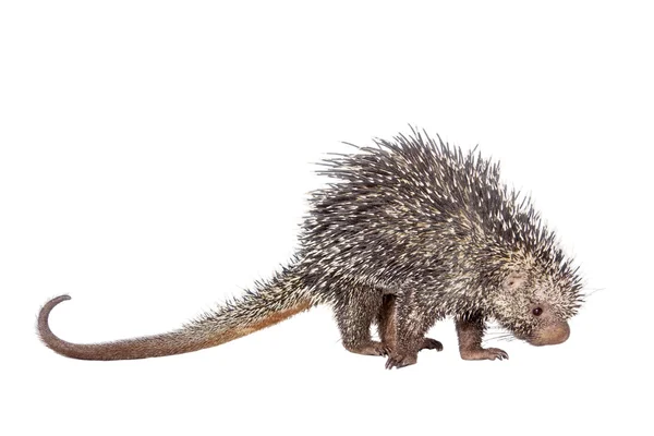 Braziliaanse Porcupine, Coendou prehensilis, op wit — Stockfoto