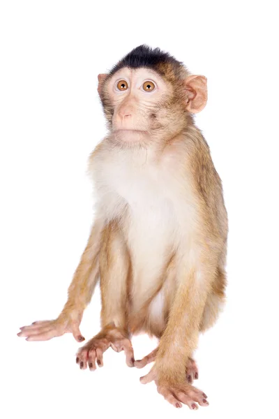 Macaco de cola de cerdo juvenil, Macaca nemestrina, sobre blanco — Foto de Stock