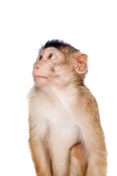 Juvenil domuz kuyruklu makak, beyaz üzerine Macaca nemestrina — Stok fotoğraf