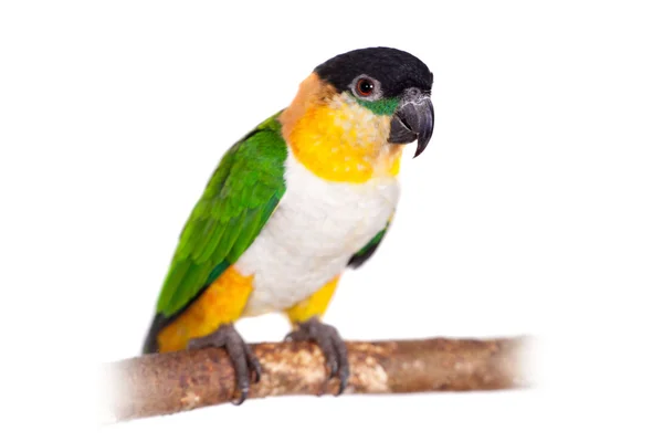 Czarny headed caique, Pionites melanocephalus, biały — Zdjęcie stockowe