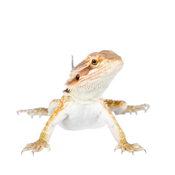 Dragón barbudo rojo, Pogona vitticeps, sobre blanco —  Fotos de Stock