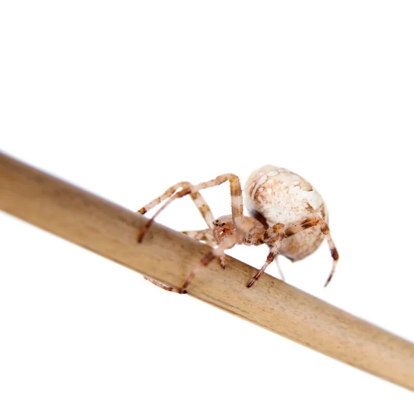 Die europäische Gartenspinne, araneus diadematus, weibchen auf weiß — Stockfoto