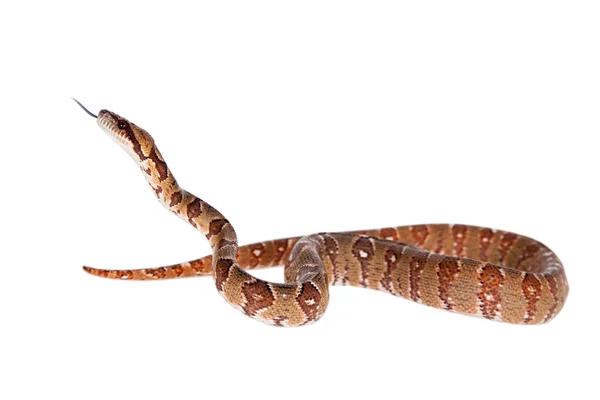 Malgaxe árvore boa, sanzinia madagascariensis, sobre branco — Fotografia de Stock