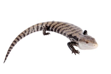 Endonezya mavi dilli Skink beyaz