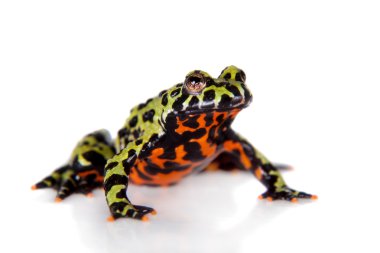 Oriental yangın karınlı kurbağa, Bombina orientalis, beyaz