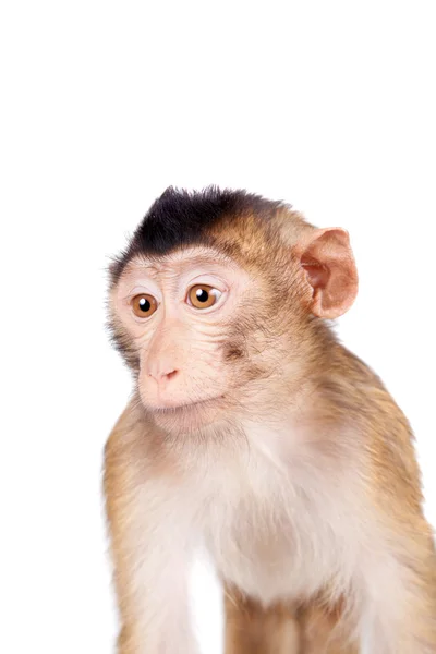 Macaco dalla coda di maiale giovanile, Macaca nemestrina, su bianco — Foto Stock