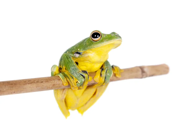 Black-webbed vliegende boomkikker geïsoleerd op wit — Stockfoto