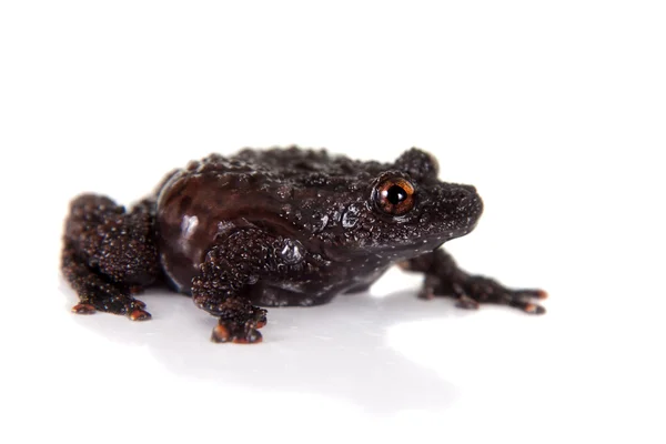 Rã musgosa terrível, Theloderma horridum, sobre branco — Fotografia de Stock