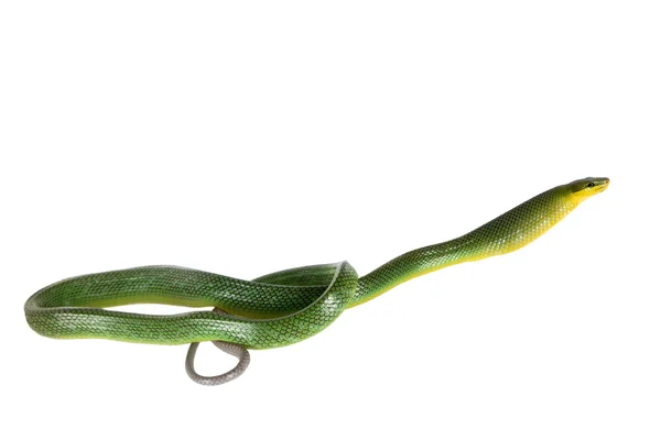 Rödstjärtad grön Ratsnake på den vita bakgrunden — Stockfoto